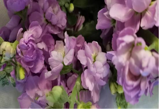 周涛诺贝尔奖申请书