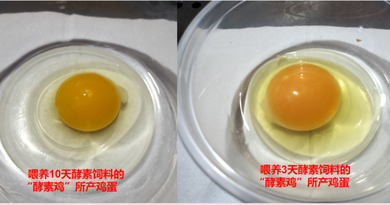 “酵素鸡”宣传推广计划座谈会在广东惠州举行
